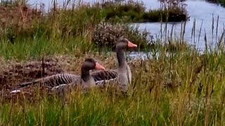 Wildvögel auf Wangerooge [upl. by Noivart]