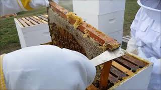 2024 Iowa Italian Carniolan Saskatraz Packaged Honey Bees Nucs Free Shipping Queen Bees For Sale [upl. by Llevart]