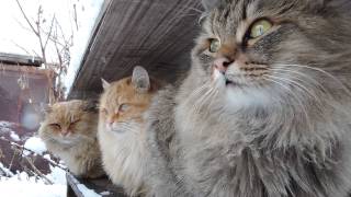 Siberian farm cats SnowfallСибирские кошки СнегопадTyoma Solnyshko Sunny Pooh [upl. by Bricker649]