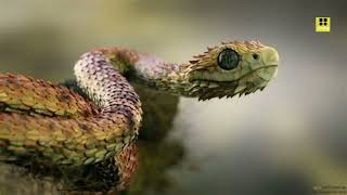 Atheris hispida commonly known as the roughscaled bush viper is a species [upl. by Eelyek691]