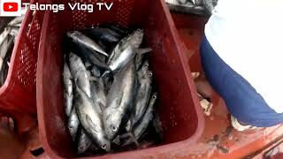 Grabe Ang Daming huli fishing fishingvideo fish viralvideo [upl. by Herwin]