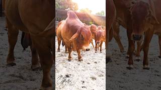 American brahman bull chilling out in the sun with the cows [upl. by Noiztneb]