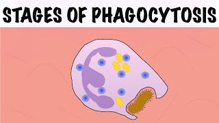 STAGES OF PHAGOCYTOSIS [upl. by Jennee833]