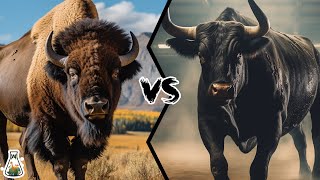 American Bison VS Fighting Bull  Who Would Win A Fight [upl. by Sutherlan411]