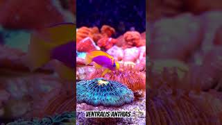 Ventralis Anthias [upl. by Sardse714]