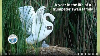 A year in the life of a trumpeter swan family [upl. by Irita]