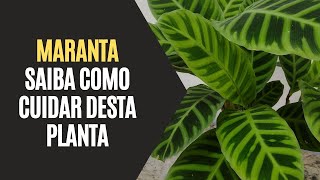 Maranta Saiba Como Cuidar Desta Planta [upl. by Burnie326]