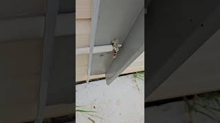 Hipages contractor fail dodgy electrical sydneyhouse fail [upl. by Hackathorn]