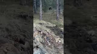 🐻 Medved u sred dana na Vodicama Zlatibor 🌲 [upl. by Lutero]