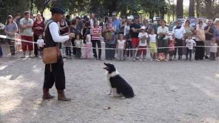 4 Border Collie Dogs VS a Flock Of Ducks [upl. by Henrie]