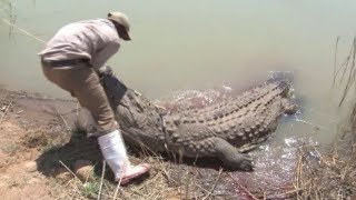 Biggest Crocodiles Attacks Caught On Camera [upl. by Deina]