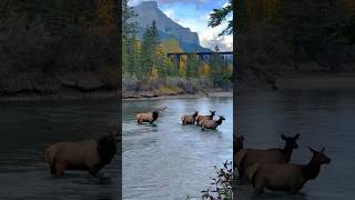 Canmore ALBERTA Canada [upl. by Milak]