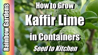 How to Grow Kaffir  Makrut  Meyer Lemon amp Citrus Trees in Containers Seed to Kitchen [upl. by Midas]