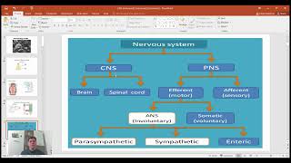 Pharmacology of CNS 1  basic structure of Nervous system [upl. by Germin]