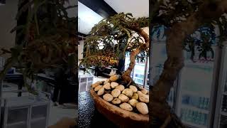 Sampaloc na bonsai highlights stressmanagement [upl. by Dranyam]