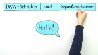 DNA Schäden und Reparatur  Biologie  Genetik [upl. by Nerraf685]