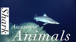 Rare Smallmouth Sand Tiger Shark  4K Underwater Footage [upl. by Yhtamit886]