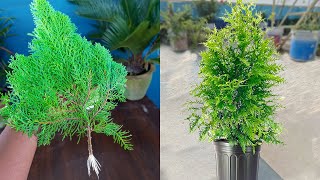 Best skill for how to grow thuja plant from cutting  Easy gardening method [upl. by Derek]