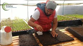 GERMINACION DE LECHUGA HIDROPÓNICA EMMA [upl. by Aeslek]