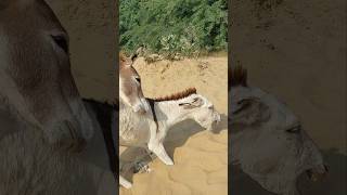 donkeys funny video [upl. by Anabella]