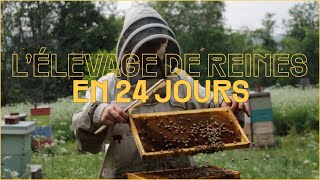 La chronologie de lélevage de reines abeilles un aperçu [upl. by Enetsirk]