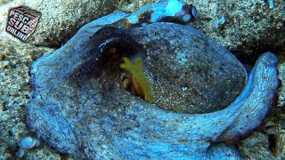 PESCA SUB Polpo gigante e pesci nel sottocosta Pesca subacquea in Sardegna Spearfishing Octopus 2021 [upl. by Dalton]