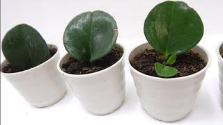 How to Propagate Peperomia Polybotrya Raindrop by Leaf Cuttings in Soil [upl. by Idolah]