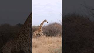 Fascinating Giraffe Facts You Need to Know shorts amazingfacts viral giraffe animals [upl. by Biernat]