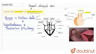 State the function of infundibulum  12  HUMAN REPRODUCTION  BIOLOGY  VMC MODULES ENGLISH [upl. by Herr]