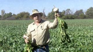 Grazing Turnips [upl. by Rosenthal]