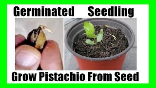 Grow Pistachios At Home  How to Grow pistachio Tree from Seed [upl. by Julita]