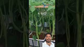 How To Grow Long Bean Plant At Home shortsvideo beans gardening fieldbeans farmingagriculture [upl. by Mikael874]