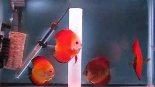 Red discus Fisheswmv [upl. by Nairoc]