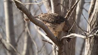 V 7169 Hawk Eating Rat [upl. by Syla]