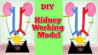 kidney working model  school science project diy science [upl. by Rafael]