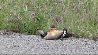 thelopecom  Killdeer bird feigns injury [upl. by Bluh]