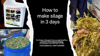 How to make silage ready in 3days with MolaPlusLivestockMicrobes​shambasolutions ​⁠256758712786 [upl. by Eimaj]