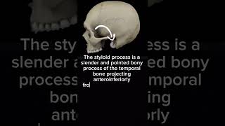 Styloid Process of temporal bone  Anatomy  Head amp Neck [upl. by Brentt]