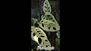 Rare Beauty Adansonii Aurea Variegated plant🌿plants rareplants adansonii houseplantlove nature [upl. by Peoples]