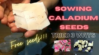 METHODS OF SOWING CALADIUM SEEDS With One Month Update‼ [upl. by Jillana124]