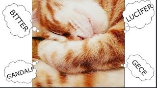 KEDİNİZE İSİM ARIYORSANIZ DOĞRU YERDESİNİZ  KEDİ İSİMLERİ [upl. by Vernon366]