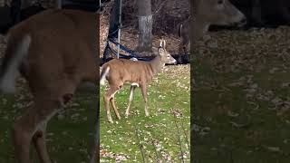 Deer OH Deer 🦌Something happen with his leg injury deer upstateny newyork ohdeer [upl. by Tyrone193]