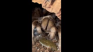 🕷️Tarantula vs Cricket🦗 [upl. by Oiralednac]