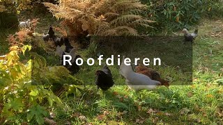 Wonen in Noorwegen  Winterbanden en Roofvogels [upl. by Ettenahc]