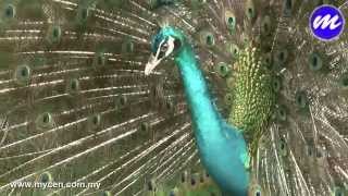 Panasonic HDCTM300 HD Camcorder at KL Bird Park [upl. by Trevor]