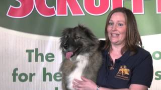 Crufts 2014 Sarah Singleton amp Wylie Scruffts champion [upl. by Rivy265]