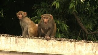 Hombres mono para alejar a los macacos [upl. by Kareem191]