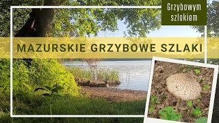 Kurki kania i mazurskie grzybowe szlaki grzyby nature grzybobranie las hiking [upl. by Anniahs]