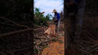 Tirando estacas vidanaroça roça serragem motorserra estacas [upl. by Ayam]