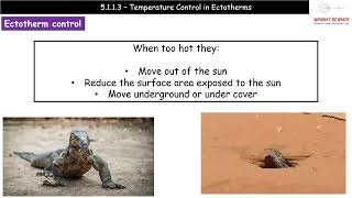 A Level Biology  5113  Temperature Control in Ectotherms [upl. by Hube]